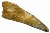 Fossil Spinosaurus Tooth - Real Dinosaur Tooth #326251-1